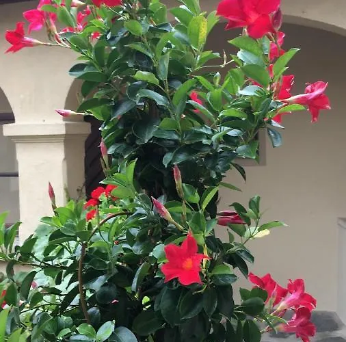 Pensión Altes Rathaus Dürnstein